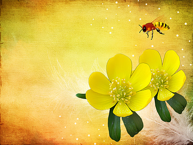 Potentilla, Kobold, flor, flores, amarillo, planta, primavera