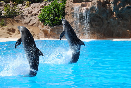 delfīns, dīķis, dzīvnieku, dolphinarium, lēkt, traned, dzīvnieki