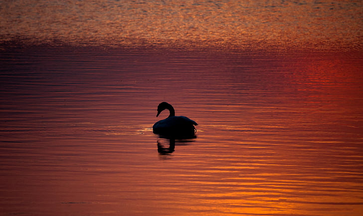 silhouette, photo, swan, body, water, lake, bird