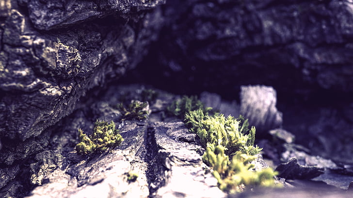 Cave, Rock, trä, makro, naturen, närbild