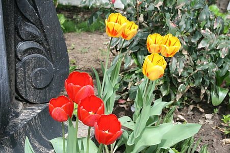 flors, flors, brillant, tulipes, vermell, groc, en un jardí