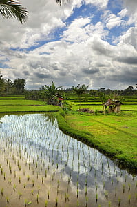 paddy, clouds, water, agriculture, nature, rural Scene, farm