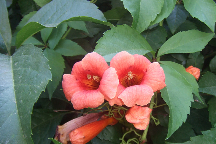 Alanya blomster, blomst, plante