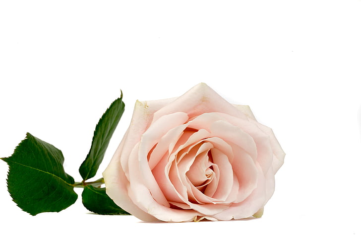 Rózsa, virág, makró, rózsaszín, Pink rose, virágok, Bloom