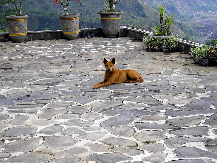 chó Dingo, Châu á, con chó, vật nuôi, động vật, lời nói dối, Bali