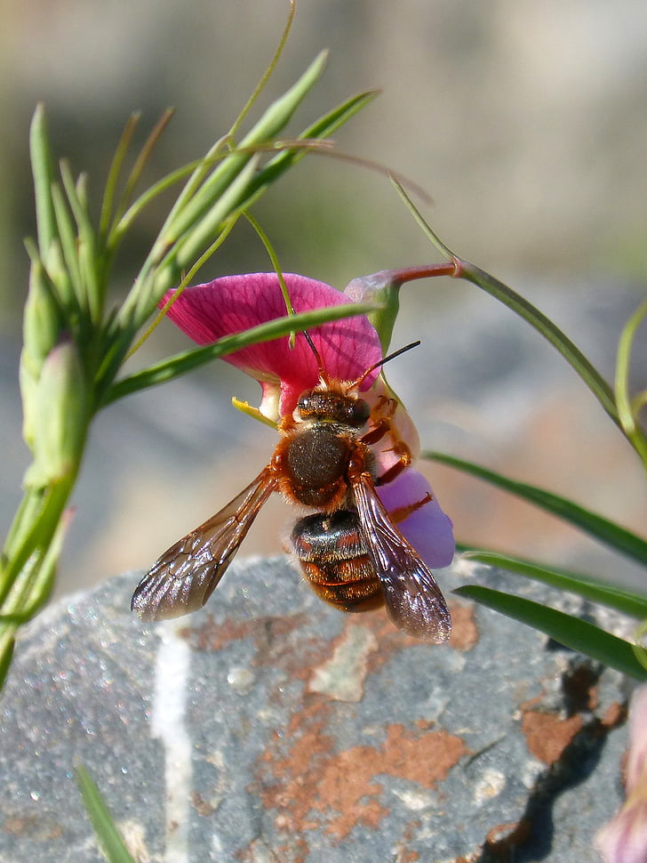 rode bee, rhodanthidium sticticum, libar, geur erwt, bloem, vliegende insecten, insect