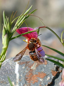Red bee, rhodanthidium sticticum, Líbar, zapach groszku, kwiat, latające owady, owad