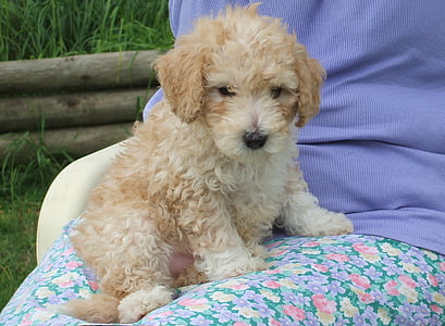 poodle, puppy, cute, young, dog, pedigree, adorable