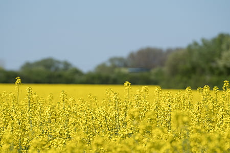 field, yellow, landscape, field of rapeseeds, nature, blossom, bloom