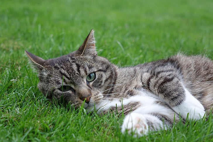 domestic cat, lying, meadow