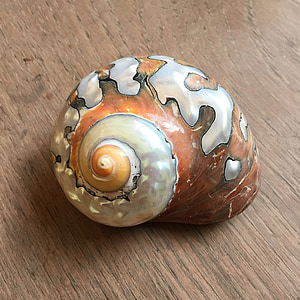 snail, spiral, close, animal Shell, decoration, sea, wood - Material