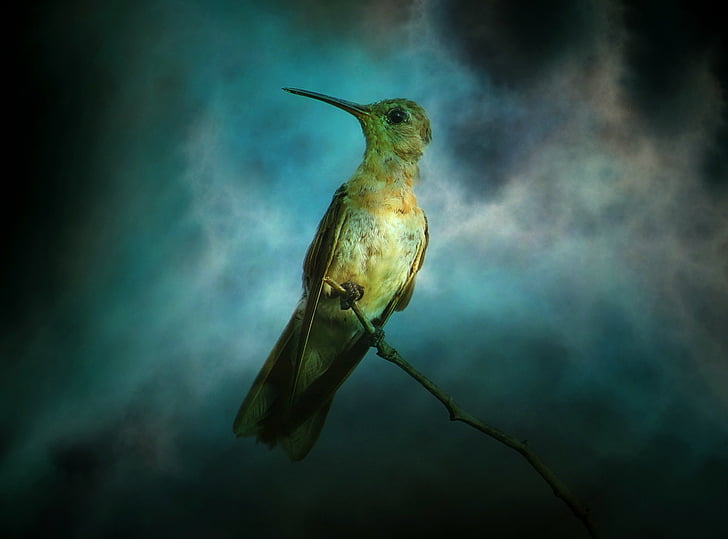 texture, background, hummingbird, bird, animal, nature, exotic