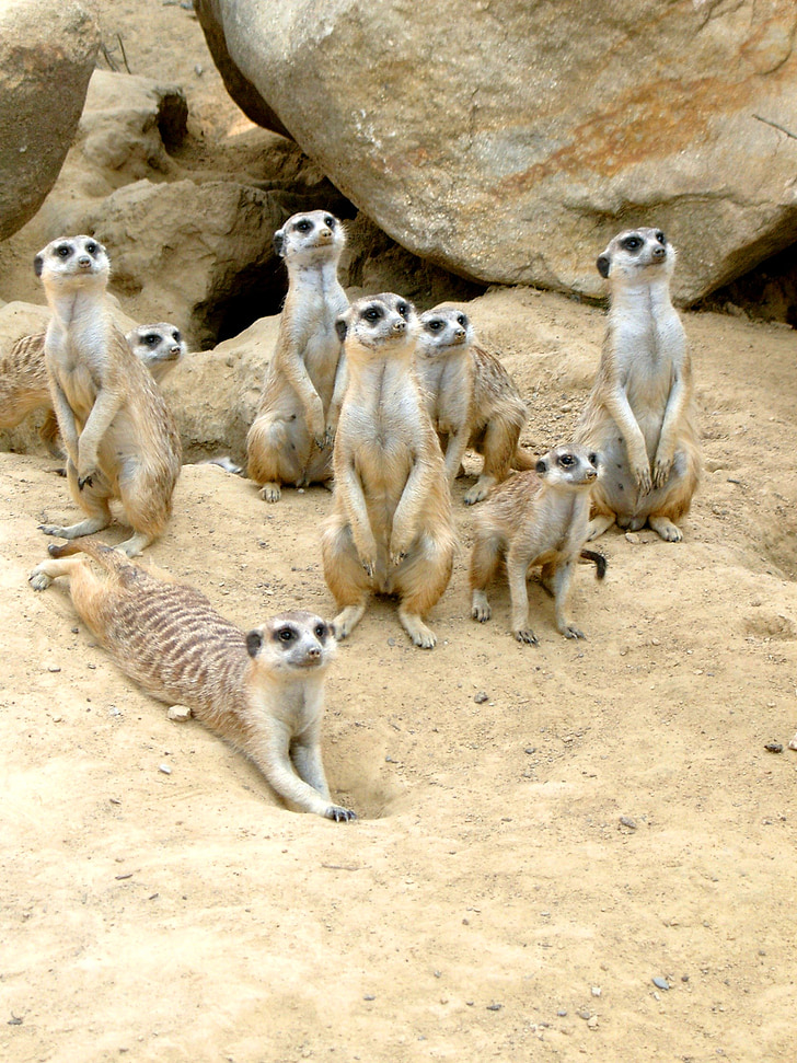 Meerkat, jardim zoológico, animal, areia, deserto, atenção, vigilante