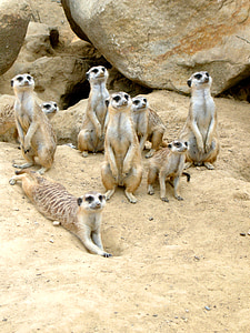meerkat, dierentuin, dier, zand, woestijn, aandacht, waakzaam