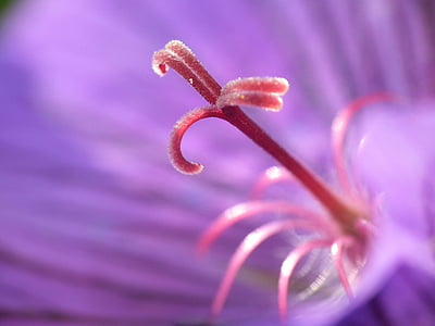 bokeh, photography, Stamens, Flower, Purple, Macro, close-up