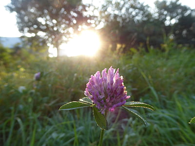 クローバー, 日光, 紫色の花, 芝生, 自然, 夏の終わり, 朝の露