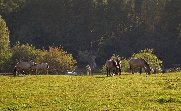 άλογα, ως το ατίθασο tarpan, άκαρι, το εθνικό πάρκο, Πολωνία, Πολωνικά άλογο, Τουρισμός