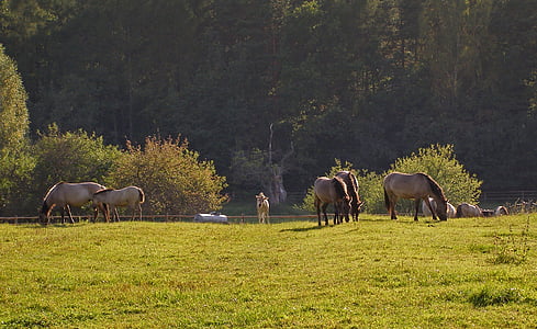 hästar, som förvildad tarpan, kvalster, nationalparken, Polen, polska häst, turism