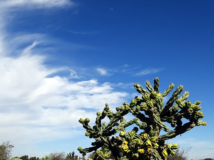 desierto, cactus, cielo, Espinosa, espinos, plantas, plantas del desierto