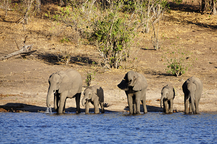 slon, vode slona, slonića, obitelj, piće, Rijeka, vode