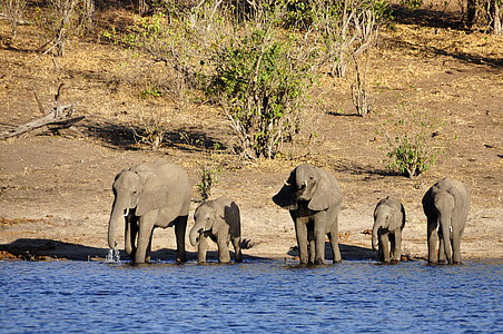 elephant, water elephant, elephant calf, family, drink, river, water