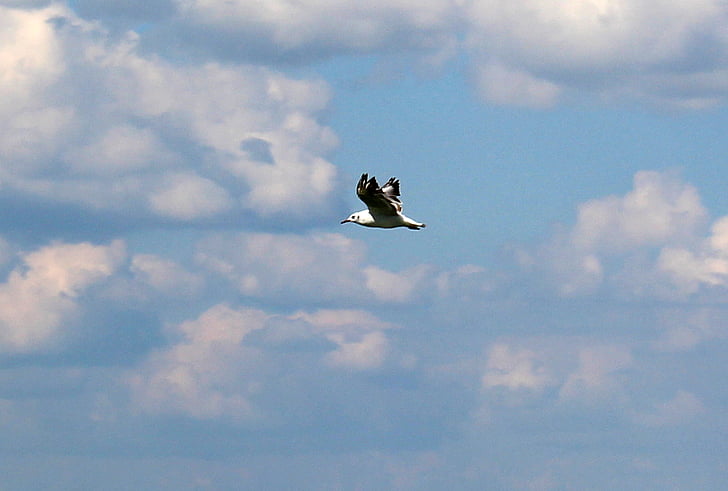 gull, flight, sky, clouds, clouds form, mood