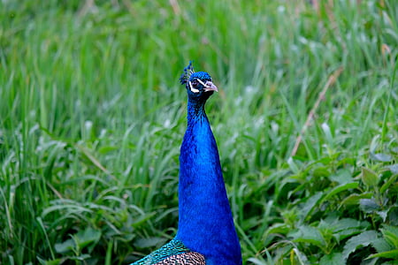 Peacock, lintu, ylpeys, sulka, Luonto, eläinten, sininen