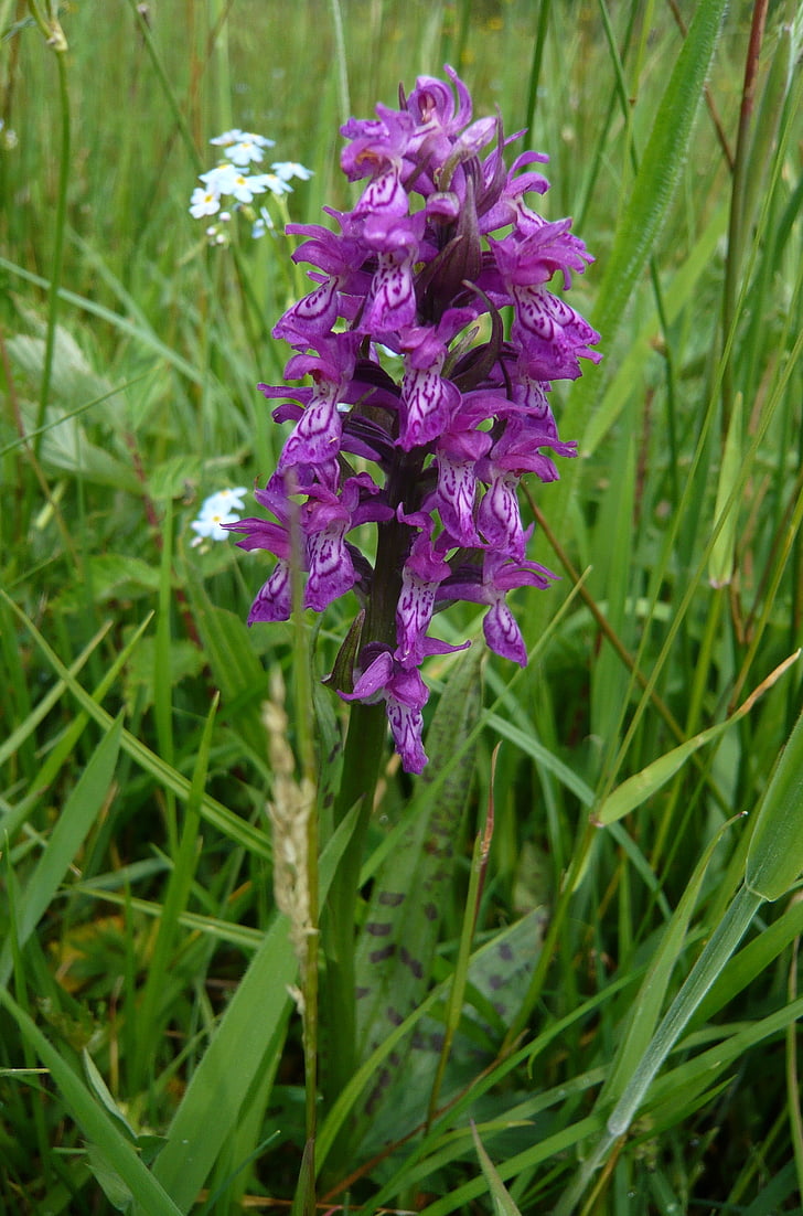 plant, flower, heath spotted orchid, orchid, nature, purple, summer