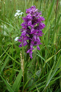 planta, flor, Brezo de manchado orquídea, Orquídea, naturaleza, púrpura, verano