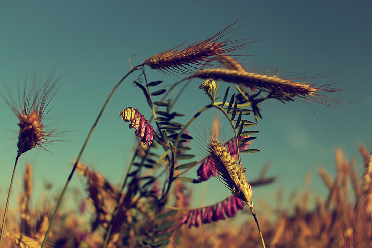 summer, field, harvest, plant, poland, agriculture, nature