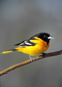 Baltimore oriole, con chim, perched, chi nhánh, động vật hoang dã, Thiên nhiên, hoang dã