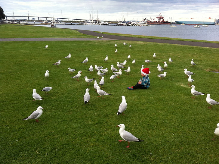 seagull, picnic, park, shoreline, water, gull