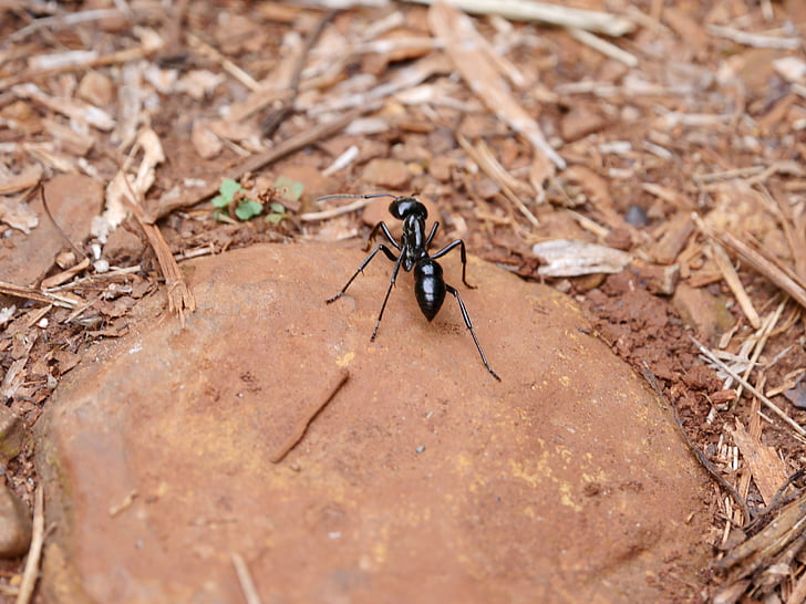 Tygrys ant, ANT, owad, czarną mrówkę, duże ant, Iguazu fauna, park naturalny