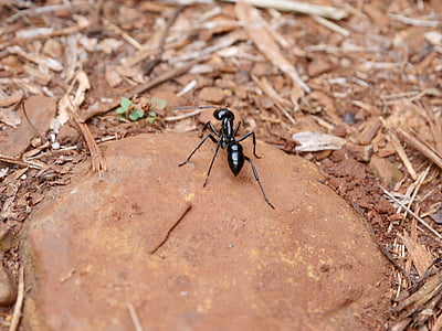 Mravenec tygr, Mravenec, hmyz, černý mravenec, velký mravenec, Iguazu fauna, přírodní park