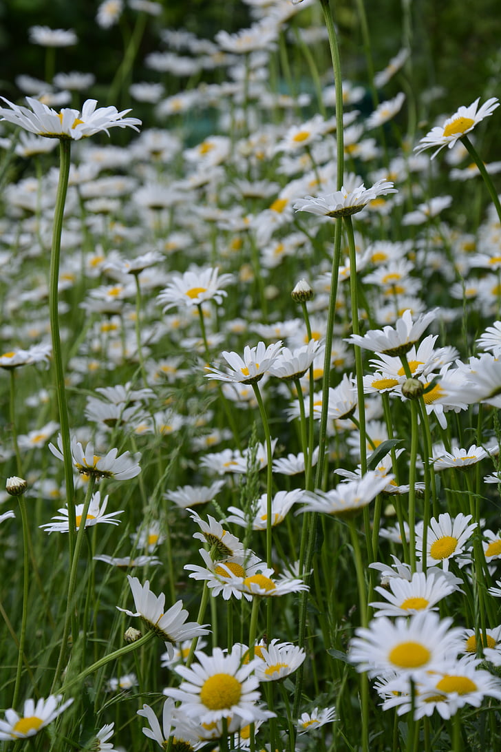 Marguerite, Prato fiorito, bianco, fiori, pianta, primavera, natura