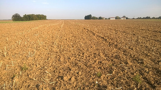 veld, gebruikt, Suffolk, bodem, gewas, boerderij, hemel