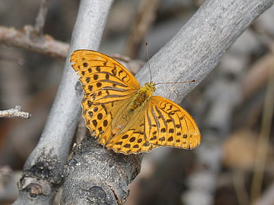 butterfly, melitaea deione, damer dels conillets, branch, insect, one animal, animal wildlife