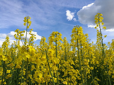 rape, summer, yellow flowers, sky, rapeseed field, nature, clouds