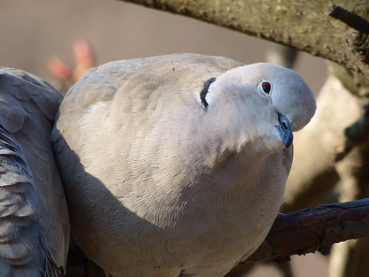 wild pigeon, turtle dove, view