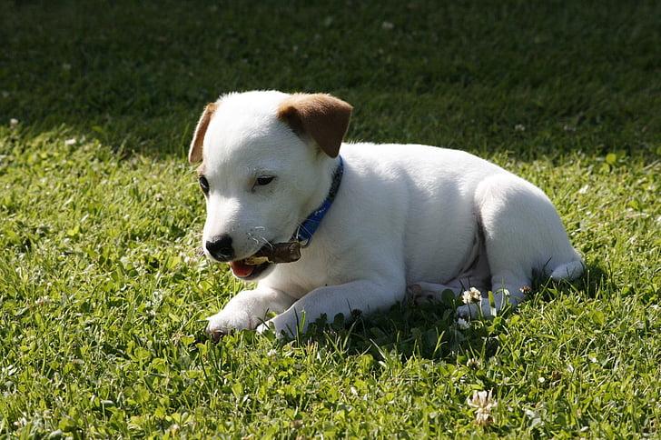 Jack russell terrier, anak anjing, sempit, hewan peliharaan, rumput, anjing, hewan