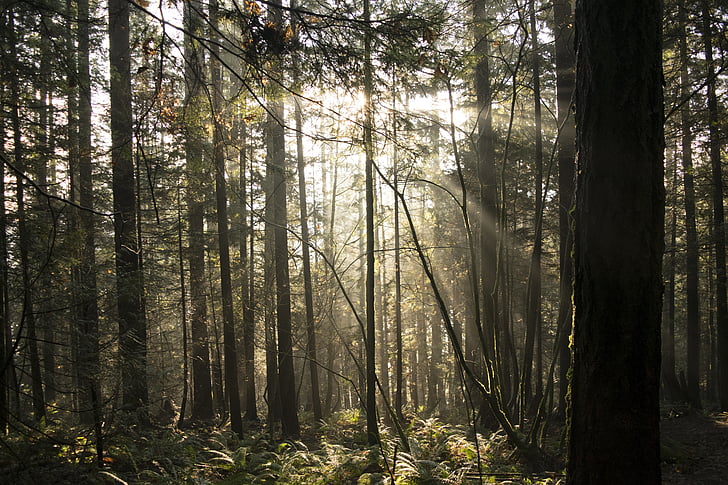 Ванкувър, Британска Колумбия, канадски, живописна, дърво, Открит, гора