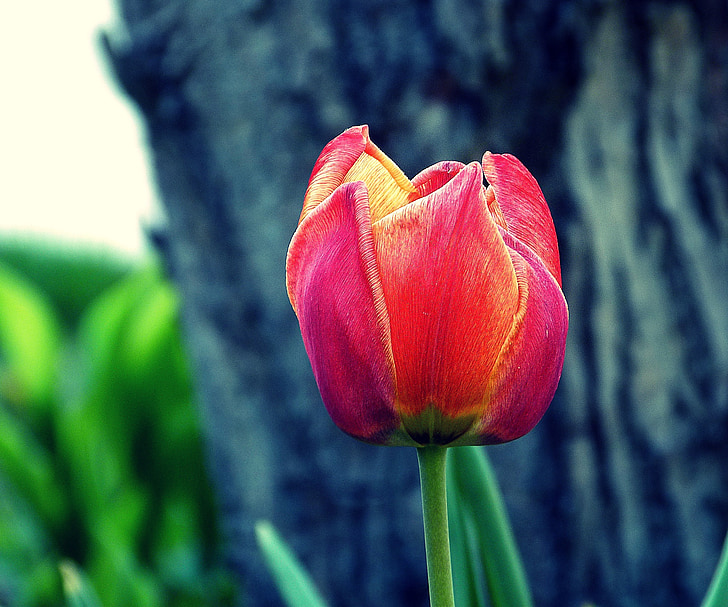 våren, Tulip, rød, natur, vårblomst, rød tulipaner, farge