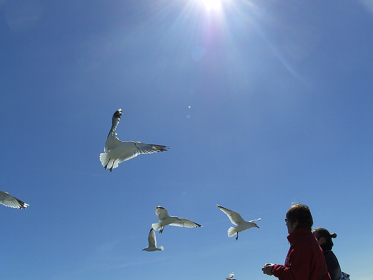 gaivotas, voar, azul, céu