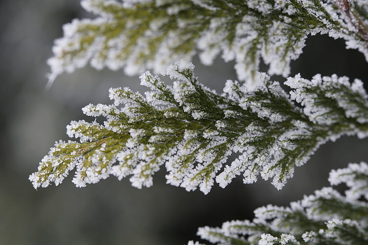 branch, iced, icy, hoarfrost, pine needles, winter, cold