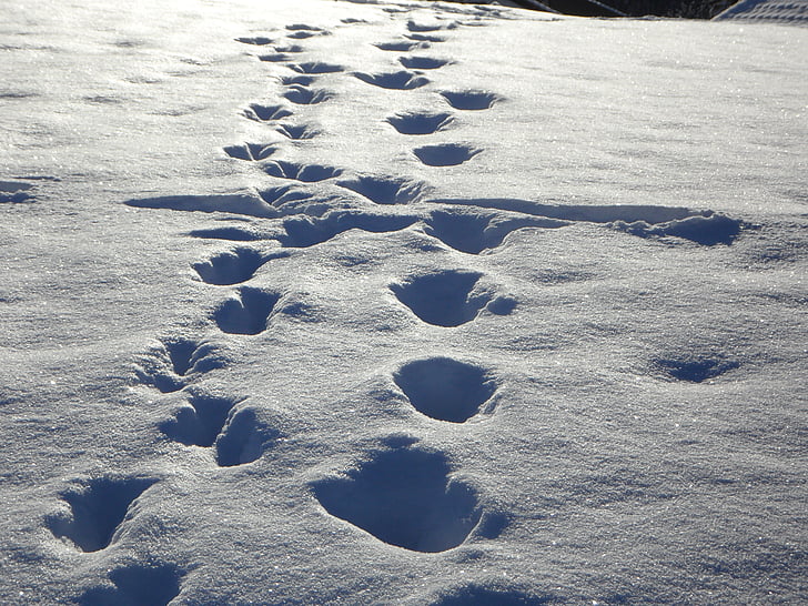 sledi, sledi v snegu, sneg, pozimi, odtise, Tabanati, zasneženih