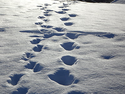 traces, tracks in the snow, snow, winter, footprints, trudge, snowy