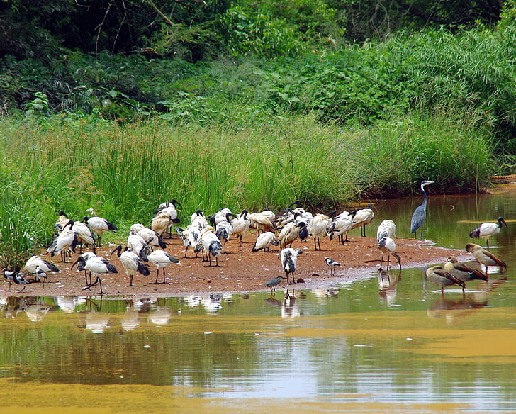south africa, backwater, birds, ibis, heron, animal, bird