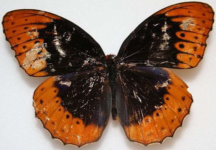 papillon, mâle, nacré de Diana, Speyeria diana, zones boisées, coloré, é.-u.