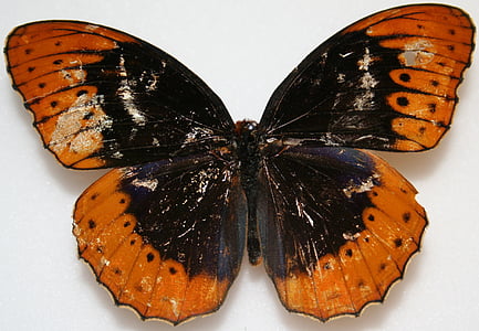 borboleta, macho, borboletas de Diana, Speyeria diana, áreas arborizadas, colorido, Estados Unidos da América