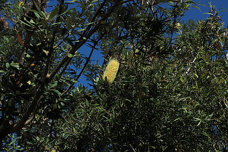 bottlebrush, 树, 自然, 植物区系, 叶子, 布里斯班, 昆士兰州